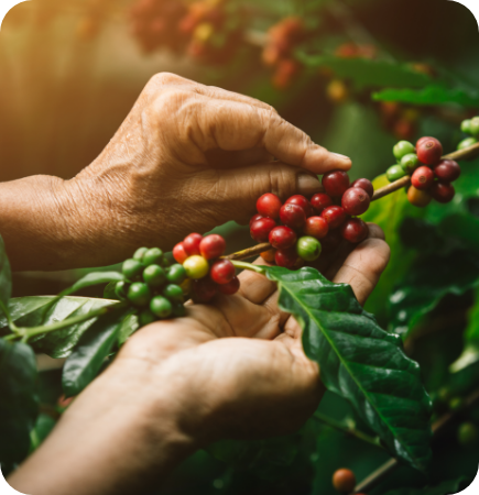 Cubre los cultivos de tus clientes, en caso de ser afectados por catástrofes Cubre los cultivos de tus clientes, en caso de ser afectados por catástrofes